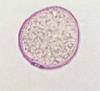 GRAMINACEAE