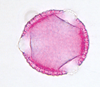 OLEACEAE